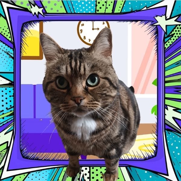 My housebound cat companion animal